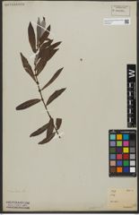 Foto von Salix L.